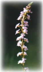 Photo: Stylidium graminifolium K Sparrow